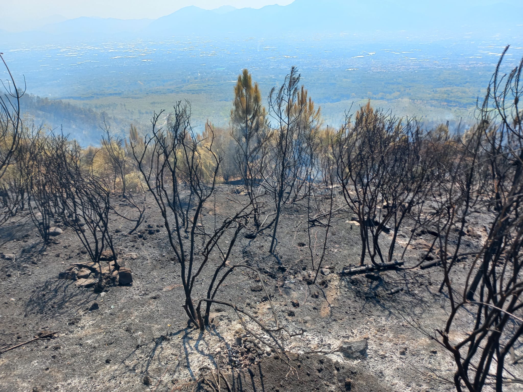 550 Hektar Fläche zerstörte der Großbrand an den Hängen des Vesuvs. An den Arbeiten zur Brandbekämpfung war auch eine Hilfskolonne aus Südtirol beteiligt. 