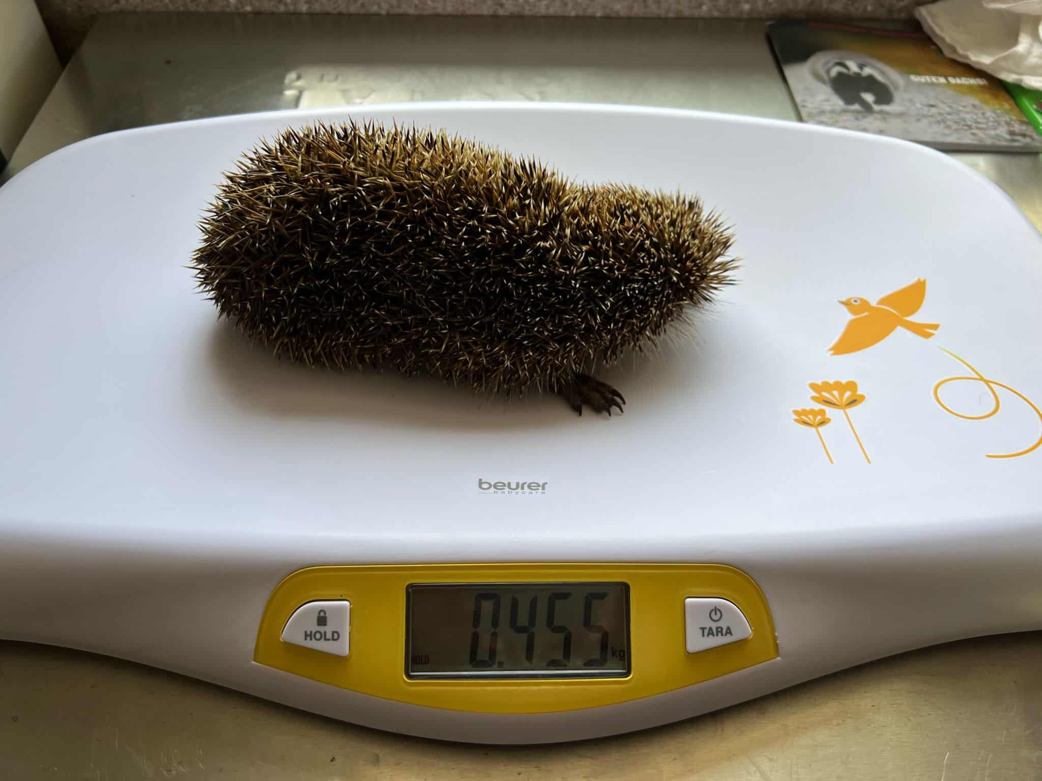Geschwächter Igel auf Waage