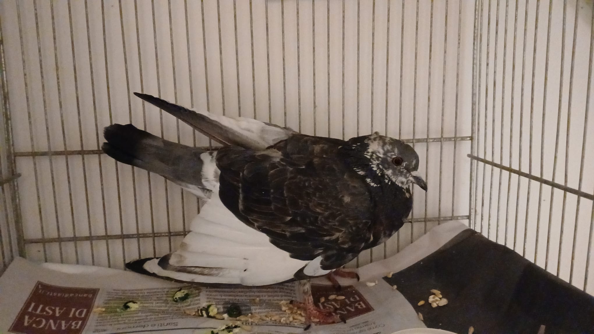 Verletzte Taube in Bozen: Metallfragment im Fl&uuml;gel entdeckt CRAB meldet m&ouml;glichen Beschuss in st&auml;dtischem Gebiet &ndash; Ermittlungen laufen