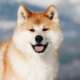 Profilbild Akita