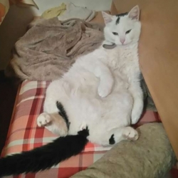 Katy