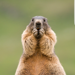 Murmele