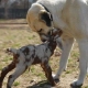 Kangal