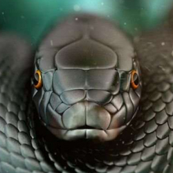 Black-Mamba