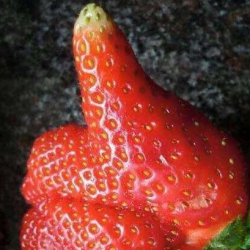 Matze