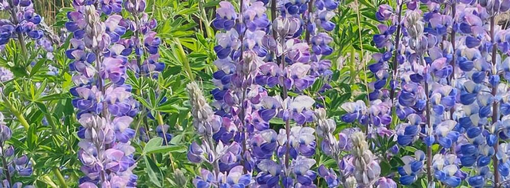 Freesia