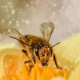 FlotteBiene