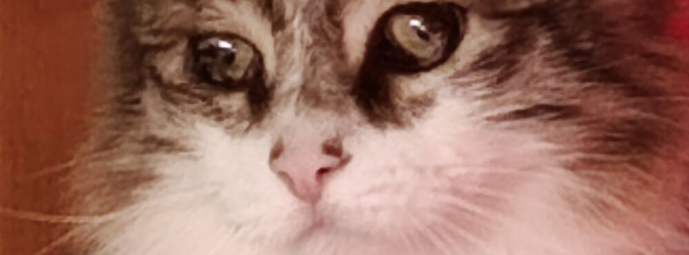 Albert
